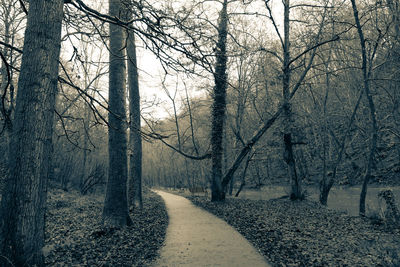 Road amidst bare trees in forest during winter