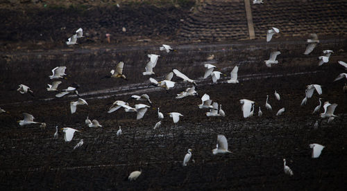 Flock of birds