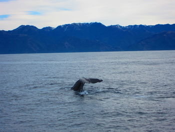 Scenic view of whale tail swimming in sea against kaikoura mountain range new zealand 