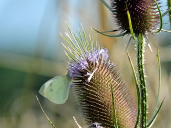 Close-up of butterfly on thistle