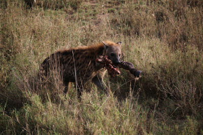 View of horse eating