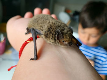 Close-up of cat looking at camera