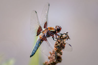 Close-up of dragonfly on twig