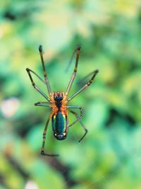 Close-up of spider on web