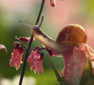 Close-up of snail on wet plant