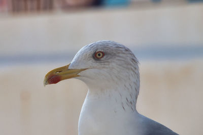 Close-up of seagull