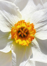 Macro shot of yellow flower