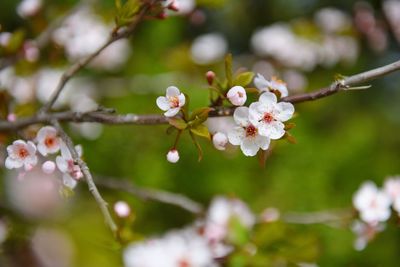 Close-up of white flowers blooming in park