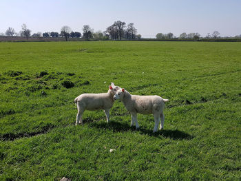 Lambs portrait in field