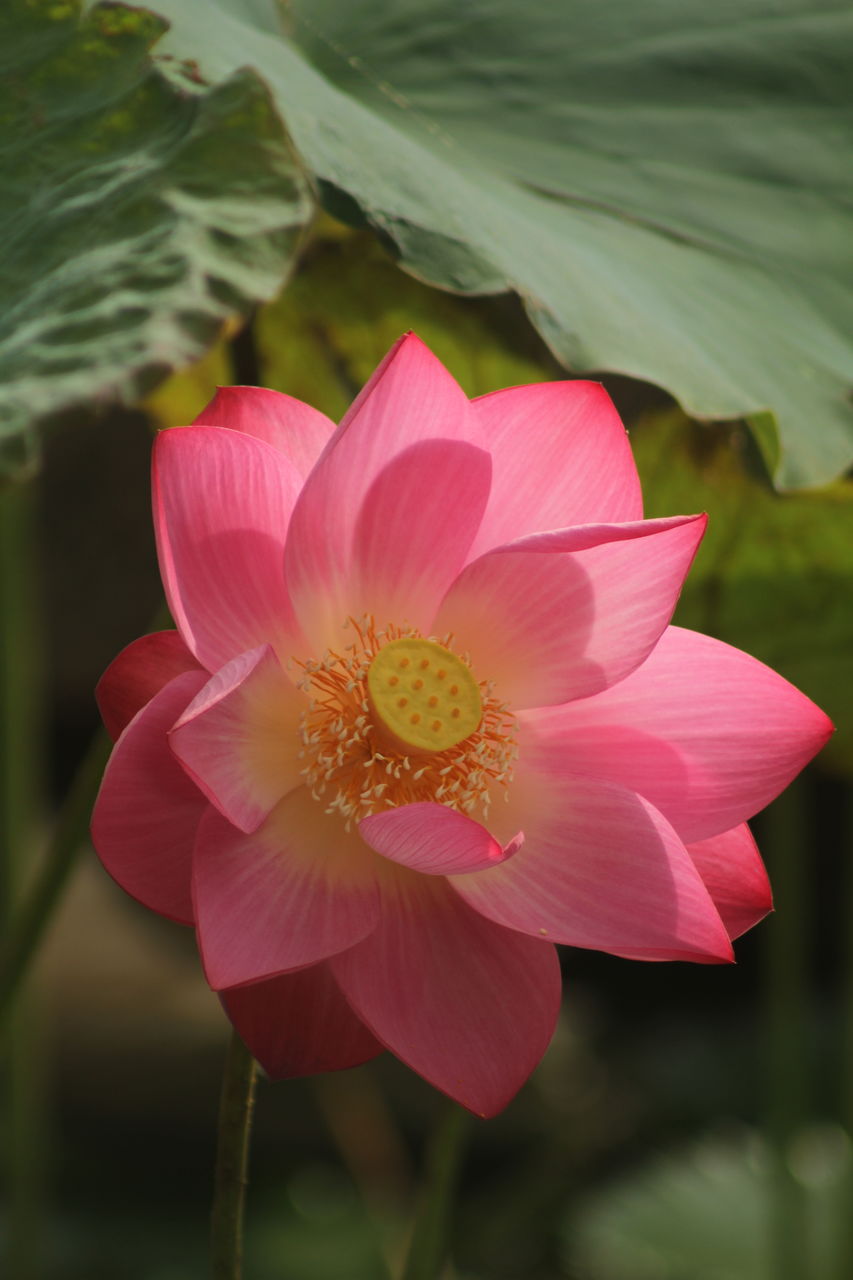 flower, flowering plant, plant, beauty in nature, freshness, pink, petal, close-up, nature, flower head, leaf, inflorescence, aquatic plant, plant part, macro photography, fragility, no people, growth, pollen, outdoors, water lily, blossom, springtime, proteales, lotus water lily, social issues, water, botany