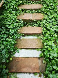 High angle view of ivy growing on stone wall