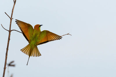 Low angle view of bird flying in sky