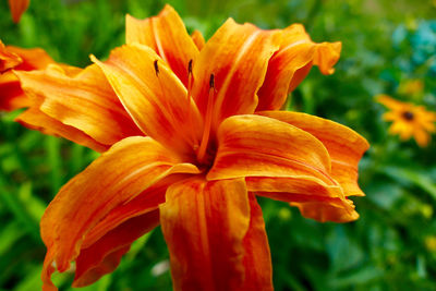 Close-up of day lily blooming outdoors