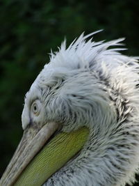 Close-up of a bird on white background