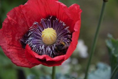 Close-up of red poppy flower