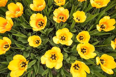 High angle view of yellow flowering plants on field