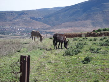 Horses in a field