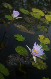 Close-up of lotus water lily in pond