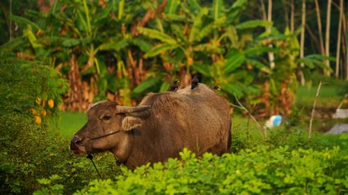 A buffalo and starlings perched on it