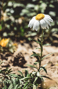 Close-up of white flowering plant on field