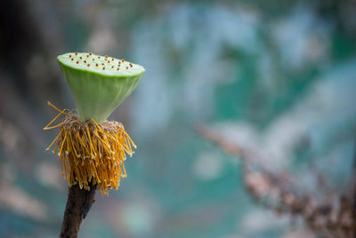 Close-up of flower against blurred background