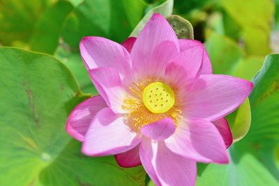 Close-up of pink water lily