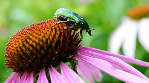 Close-up of insect on pink flower