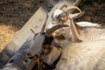 High angle view of animal on field