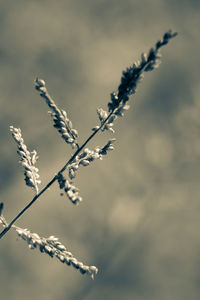 Close-up of plant against sky