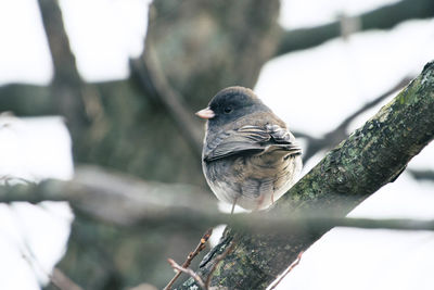 Close-up of bird perching on branch