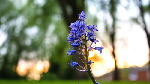 Close-up of purple flowers blooming outdoors