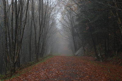 Trees in forest