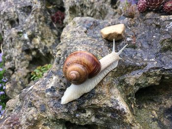 Close-up of snail on rock