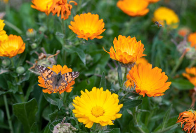 Close-up of yellow flowering plants