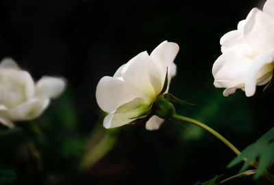 Close-up of white flowering plant