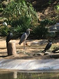 High angle view of gray heron perching