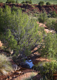 High angle view of trees in forest