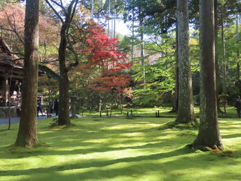 Trees in park