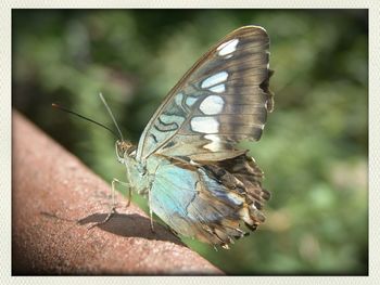 Close-up of butterfly on leaf