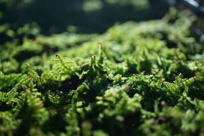 Close-up of plants