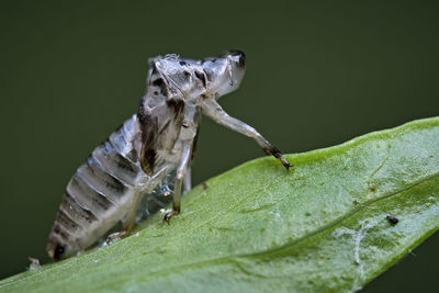 Close-up of insect on leaf