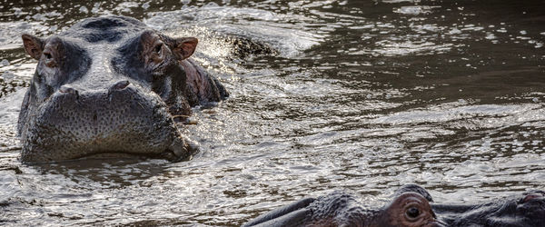 Portrait of hippopotamus swimming in lake