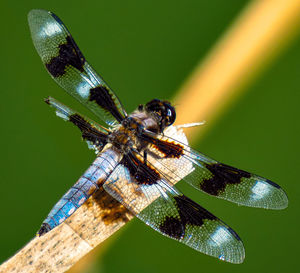 Close-up of dragonfly on leaf