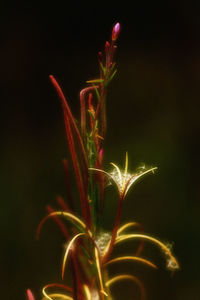 Close-up of illuminated plant against black background