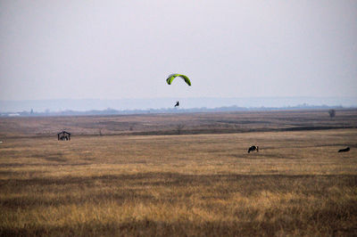 Scenic view of hot air balloons on field against sky
