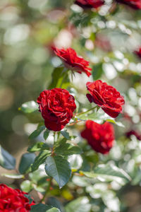 Close-up of red rose on plant