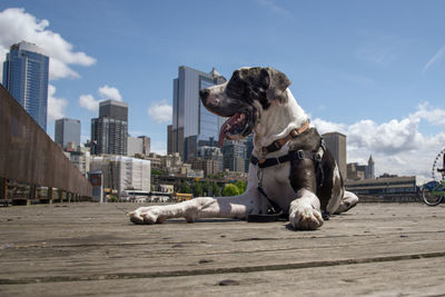 Hot happy dog panting while laying down on a wooden seattle waterfront pier, mid day sun.