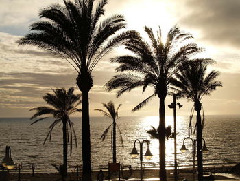 Palm trees on beach against sky during sunset