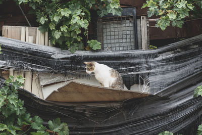 Cat sitting by plants