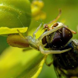 Close-up of insect on leaf